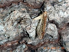 Agriopis marginaria копуляция